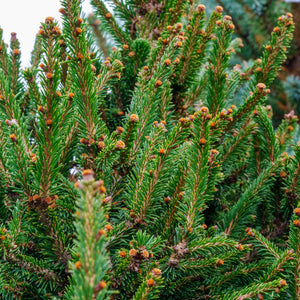 Kluis Norway Spruce - Spruce - Conifers