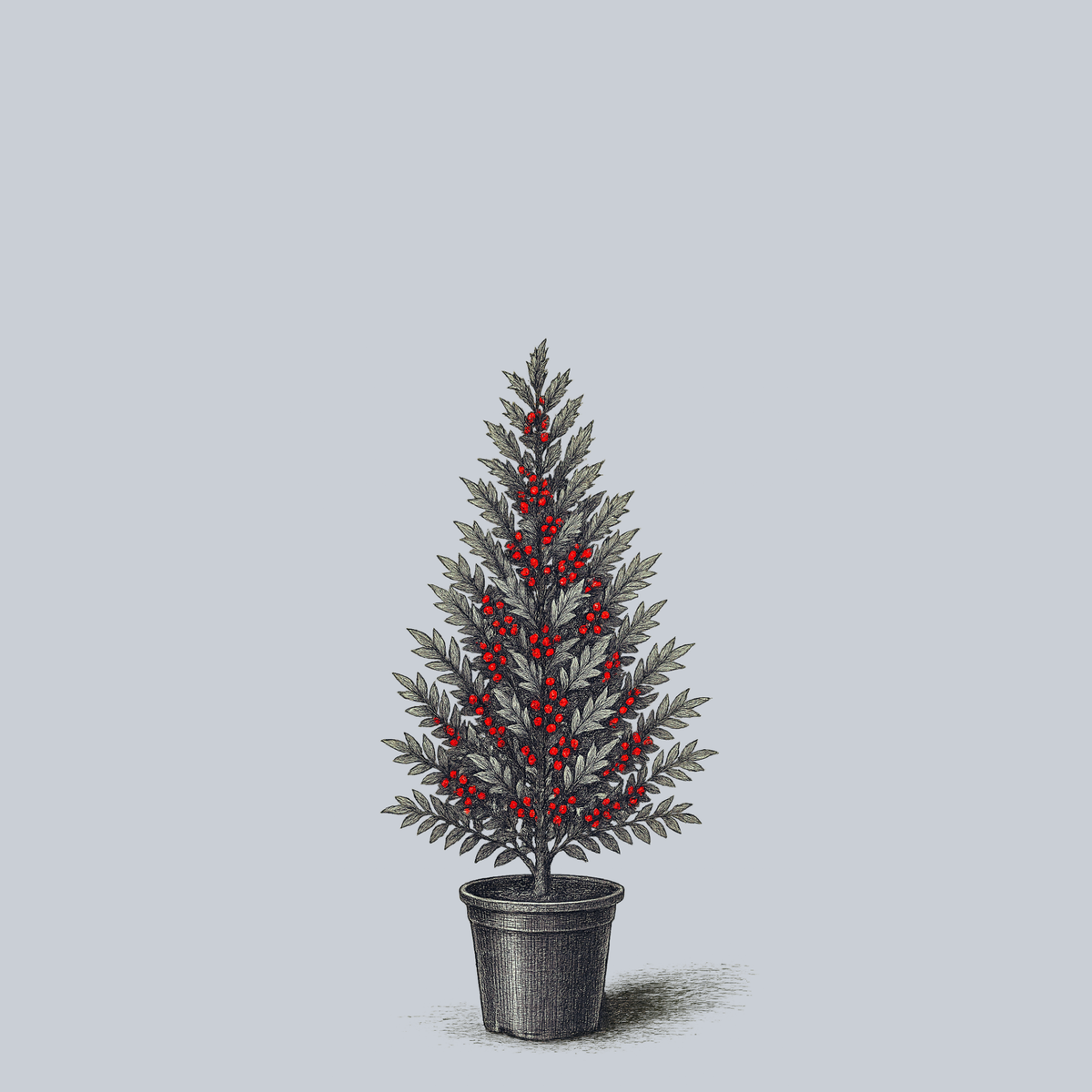 Koehne Holly – Plant Detectives