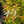 Load image into Gallery viewer, Kaleidoscope Abelia