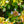 Load image into Gallery viewer, Kaleidoscope Abelia