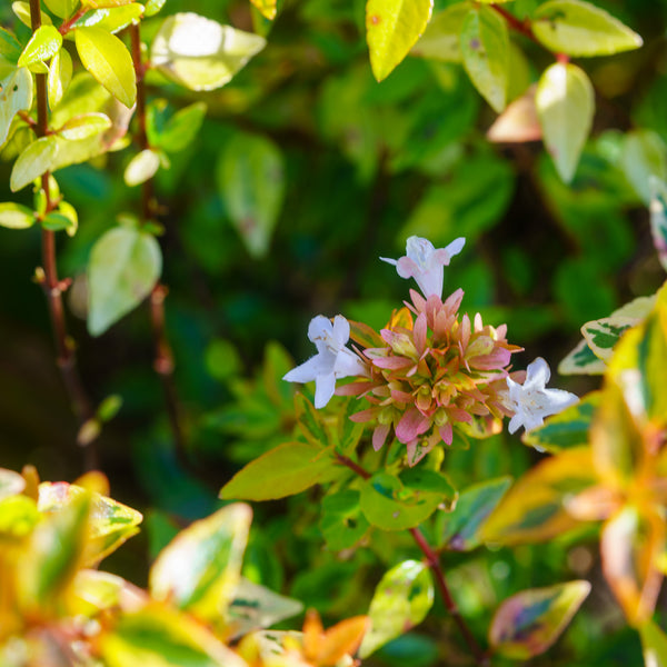 Kaleidoscope Abelia