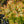 Load image into Gallery viewer, Kaleidoscope Abelia