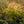 Load image into Gallery viewer, Kaleidoscope Abelia