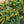 Load image into Gallery viewer, Kalinka Rhododendron