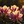 Load image into Gallery viewer, Kalinka Rhododendron