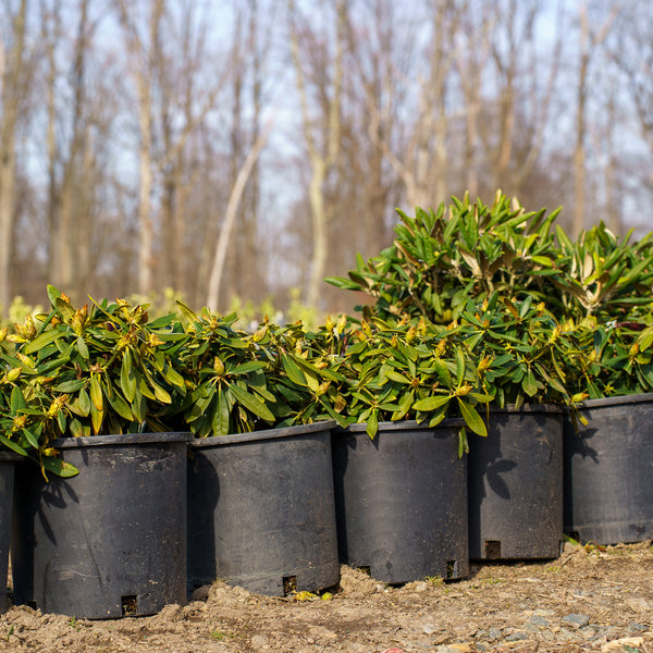 Kalinka Rhododendron