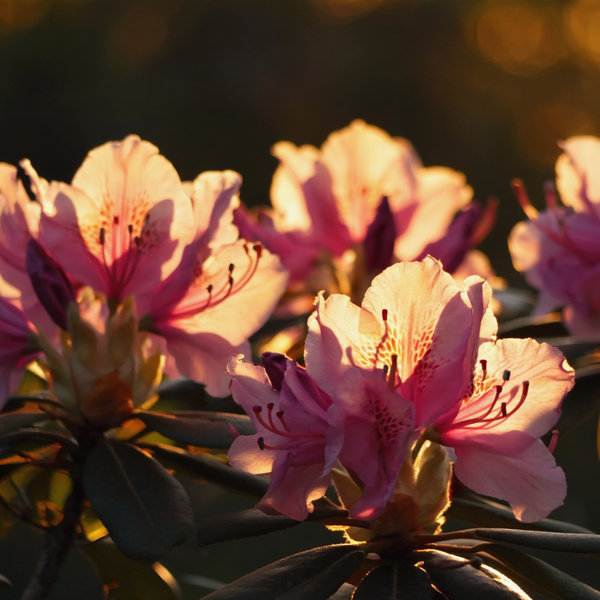 Kalinka Rhododendron
