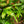 Load image into Gallery viewer, Kangaroo Fern