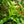 Load image into Gallery viewer, Kangaroo Fern