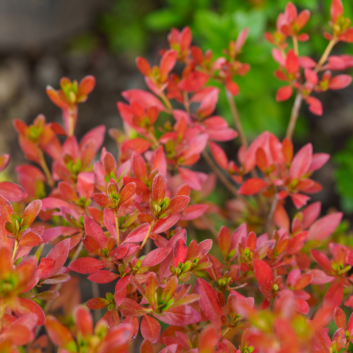 Karen Triplett Rhododendron – Plant Detectives