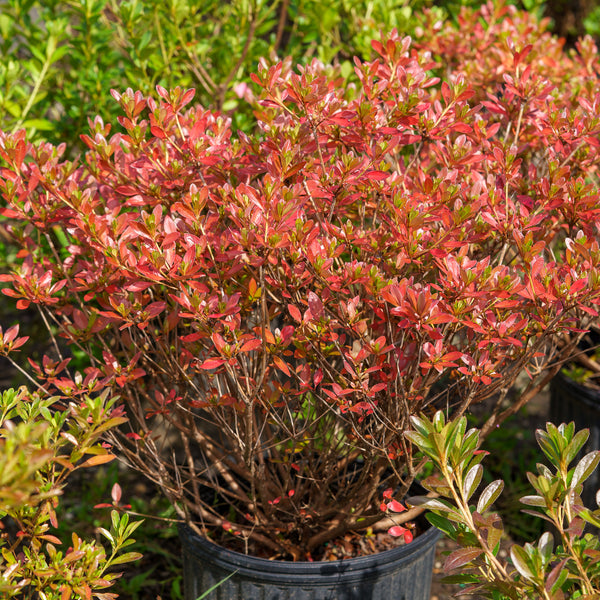 Karen Triplett Azalea