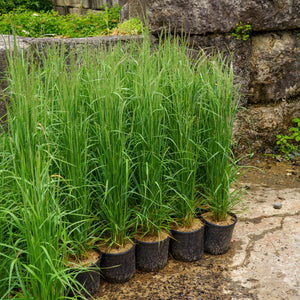 Karl Foerster Feather Reed Grass