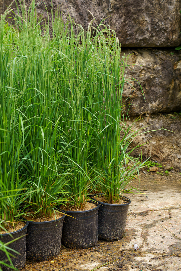 Karl Foerster Feather Reed Grass
