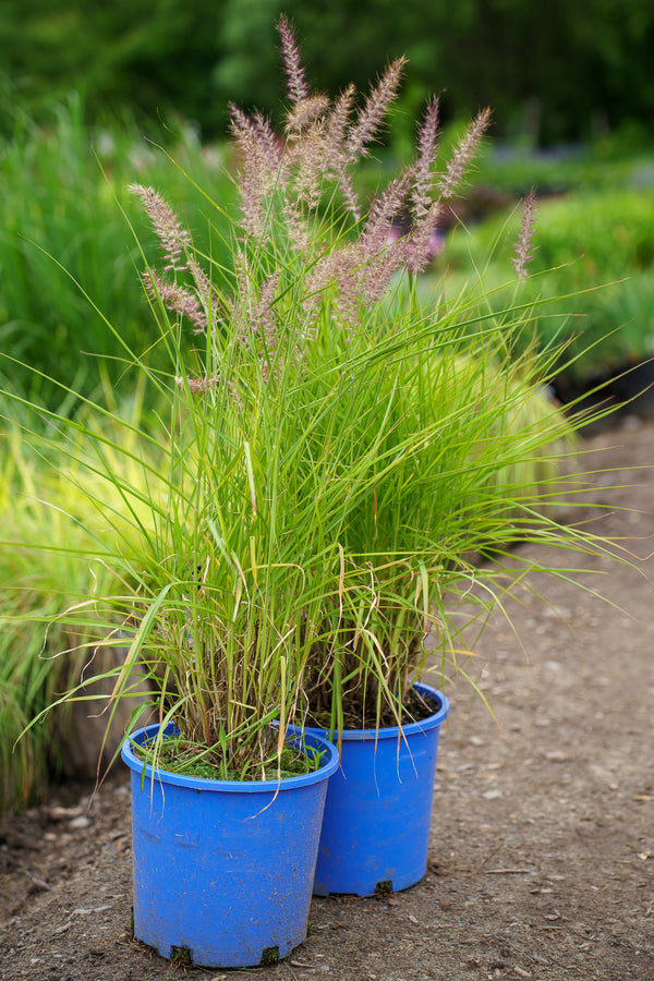 Karley Rose Dwarf Fountain Grass