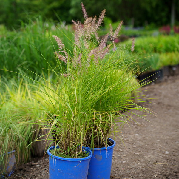 Karley Rose Dwarf Fountain Grass