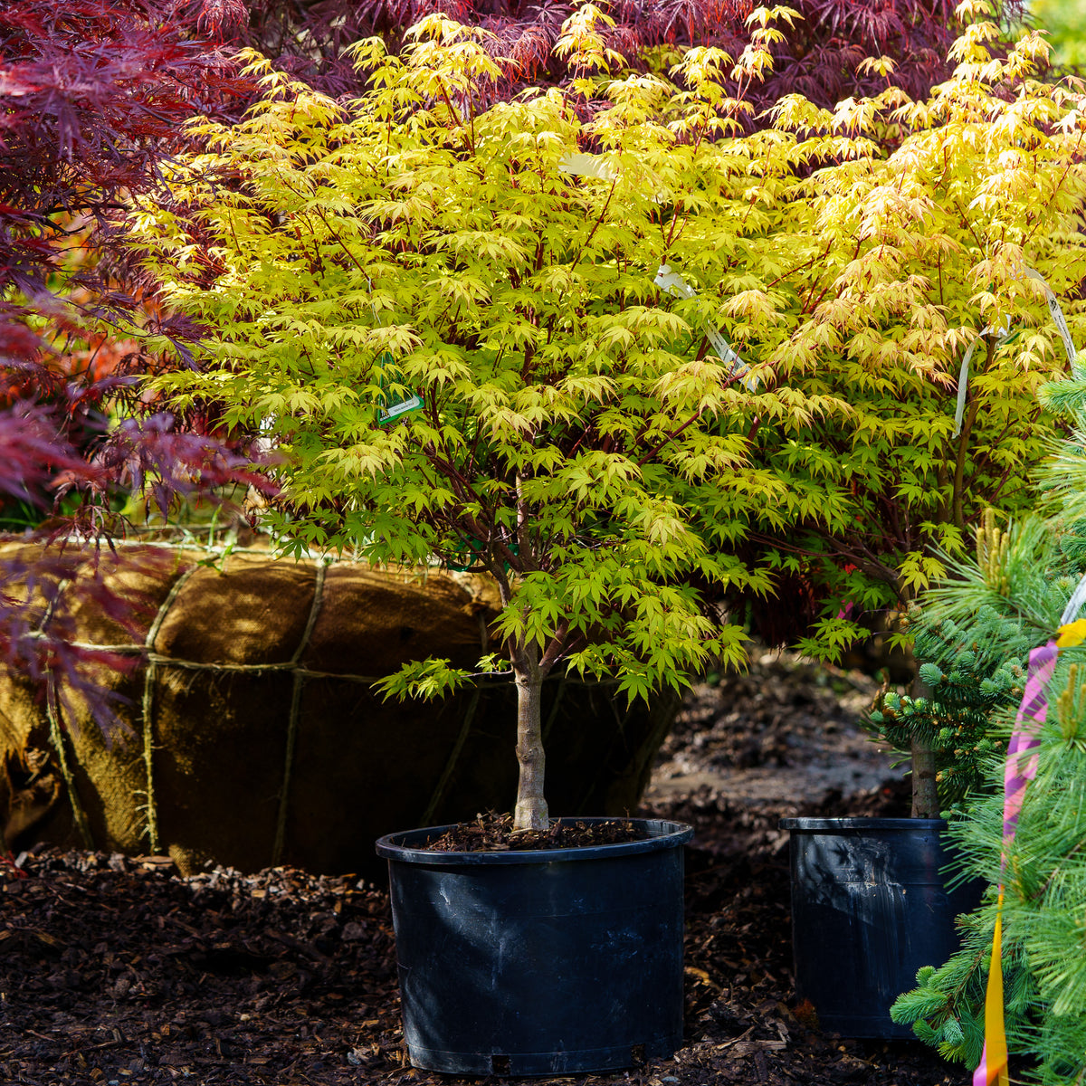 Katsura Japanese Maple – Plant Detectives