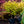 Load image into Gallery viewer, Katsura Japanese Maple - Japanese Maple - Japanese Maples