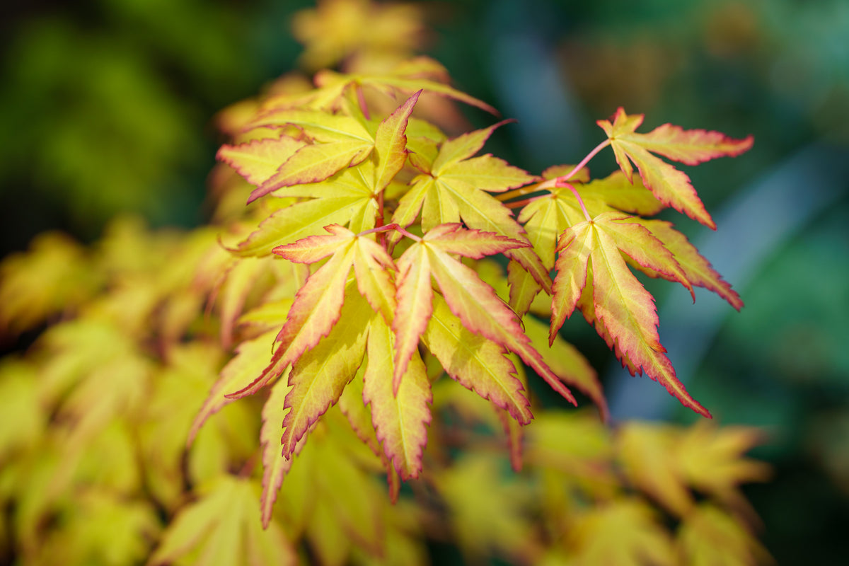 Katsura Japanese Maple – Plant Detectives