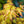 Load image into Gallery viewer, Katsura Japanese Maple - Japanese Maple - Japanese Maples