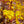 Load image into Gallery viewer, Katsura Japanese Maple - Japanese Maple - Japanese Maples