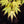 Load image into Gallery viewer, Katsura Japanese Maple - Japanese Maple - Japanese Maples