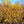 Load image into Gallery viewer, Katsura Japanese Maple - Japanese Maple - Japanese Maples