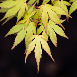 Katsura Japanese Maple - Japanese Maple - Japanese Maples