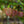 Load image into Gallery viewer, Katsura Tree