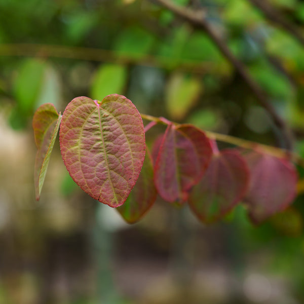 Katsura Tree