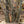 Load image into Gallery viewer, Katsura Tree