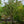 Load image into Gallery viewer, Katsura Tree