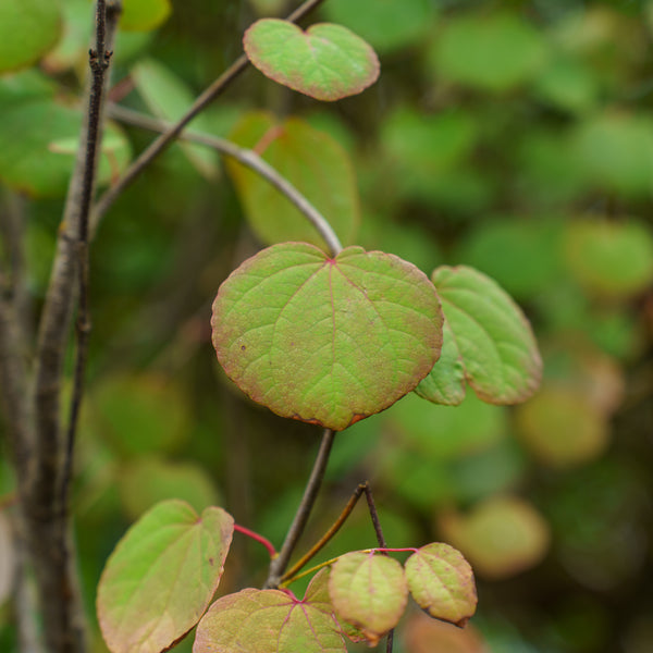 Katsura Tree