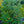 Load image into Gallery viewer, Katsura Tree
