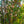Load image into Gallery viewer, Katsura Tree