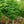 Load image into Gallery viewer, Katsura Tree