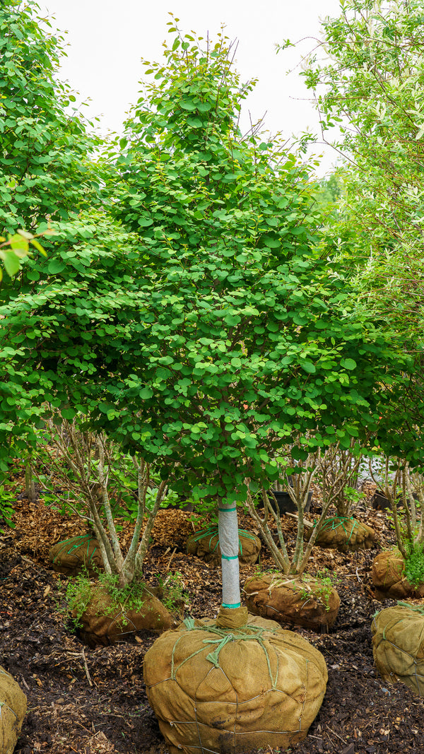 Katsura Tree