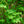 Load image into Gallery viewer, Katsura Tree