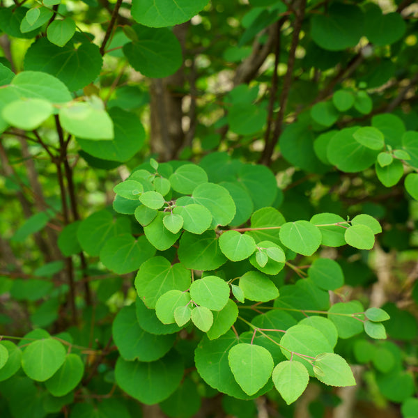 Katsura Tree