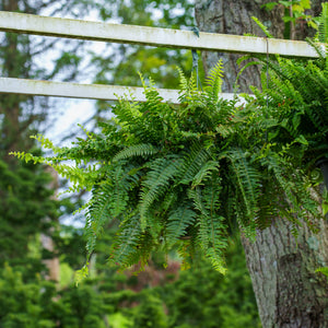 Kimberly Queen Fern