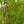 Load image into Gallery viewer, Kindred Spirit Oak