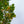 Load image into Gallery viewer, Kindred Spirit Oak