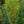 Load image into Gallery viewer, Kindred Spirit Oak