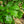 Load image into Gallery viewer, Kindred Spirit Oak
