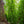 Load image into Gallery viewer, Kindred Spirit Oak