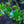 Load image into Gallery viewer, Bearberry
