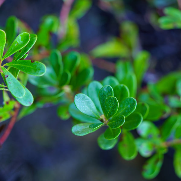 Bearberry