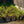 Load image into Gallery viewer, Bearberry