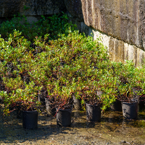 Bearberry