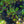 Load image into Gallery viewer, Bearberry
