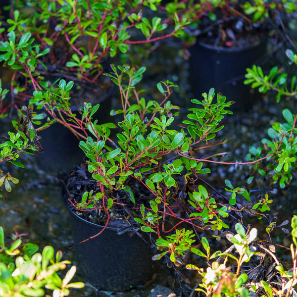 Bearberry